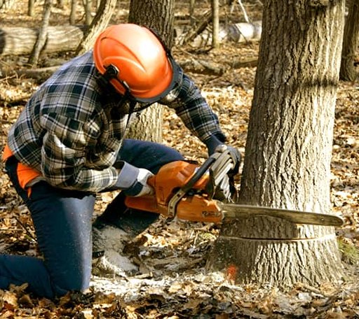 Tree Removal in Oakford, IL